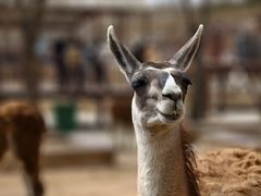 -鄂尔多斯野生动物园