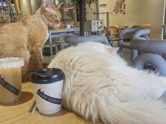 -藏猫猫咖啡主题馆(中央大道店)