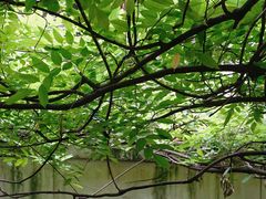 -甜阿姨·天台花园私房菜(万松园店)