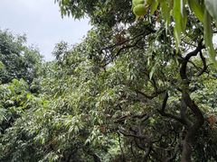 -黄埔荔枝公园