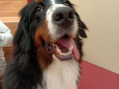 -和它·交个朋友·狗咖猫咖(爱琴海店)