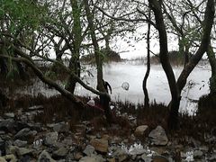 -宝安西湾红树林湿地公园