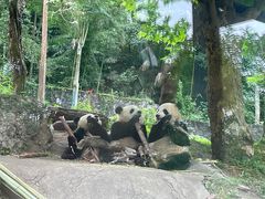 -都江堰中华大熊猫苑