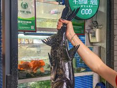 -全乐鱼馆·淳牌有机鱼直营店