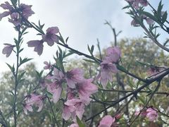 -木塔寺遗址生态公园