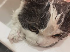 -屋虎猫馆(宝安大仟里店)