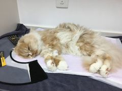 -关爱宠物医院·猫科中心·消化科(滨湖万达分院)