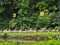 -广州长隆飞鸟乐园