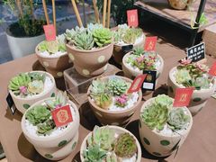 -弗劳尔花艺坊(龙涛店)