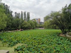 -青城公园
