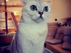 -滚猫咖啡·猫咖·猫友好撸猫(未来城店)