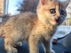 -欣宠猫屋·矮脚拿破仑·蓝金金渐层