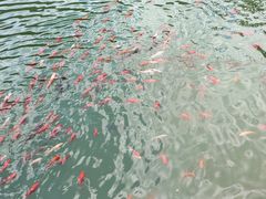 -黄花溪
