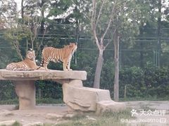 -上海野生动物园老虎餐厅