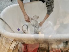 -momokira米努特·德文卷毛猫·棉花面纱犬