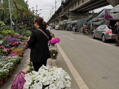 -三圣花乡旅游区