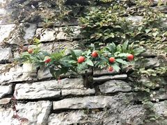 -高荡千年布依古寨旅游景区