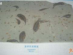 -吉林省自然博物馆