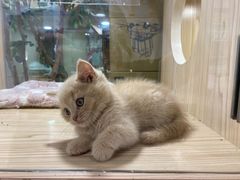 -屋虎猫馆(宝安大仟里店)