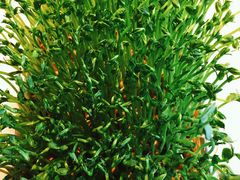 -煲宫猪肚鸡(晶品店)