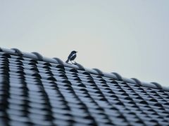 -杭州西湖风景名胜区-满觉陇四眼井