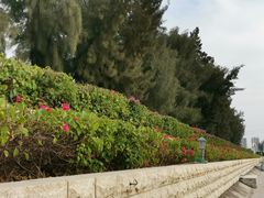 -宝安西湾红树林湿地公园