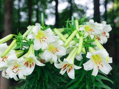 -上海辰山植物园