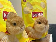 -爱侣宠医·鹦鹉专科·小型哺乳类·异宠专科(灵石路店)