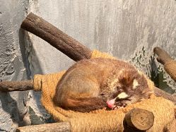 -Zoolung Zoolung动物主题公园(海信广场店)