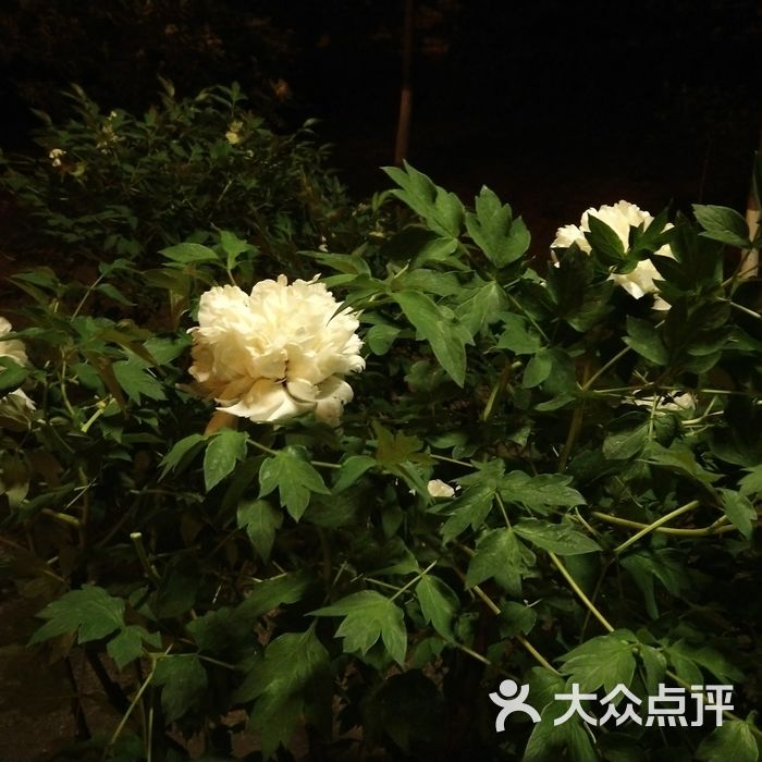 牡丹园图片-北京公园-大众点评网