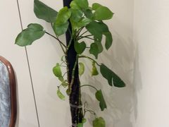 -南山翁新概念川菜(江宁万达广场店)