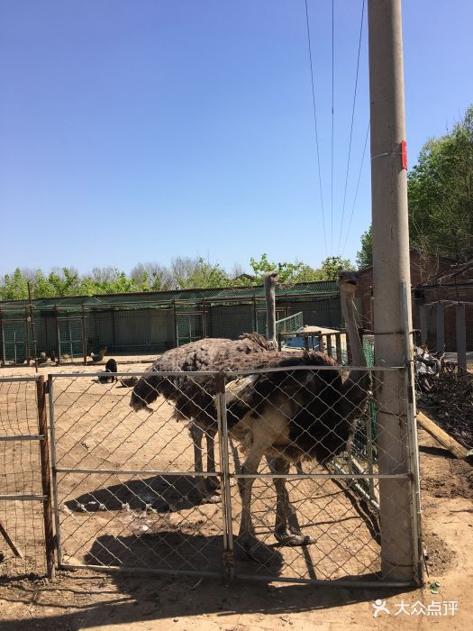 依禾农庄(草莓采摘)图片