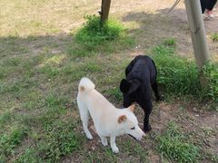 -趣多多宠物公园·宠物训犬学校·宠物寄养