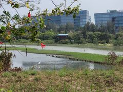 -华侨城湿地公园