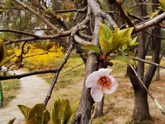 -元大都城垣遗址公园