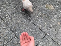 -古德寺