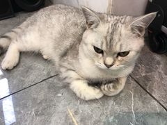 -小杨烤肉(朱雀店)