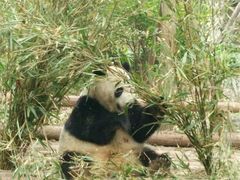 -成都大熊猫繁育研究基地