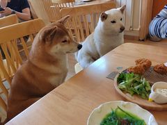 -柴の食堂·日式家庭料理·熊之肆(大学路店)