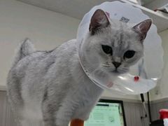 -佑安动物医院·全科·内窥镜中心(幸福巷店)