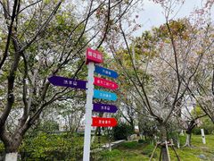 -高东镇樱花园