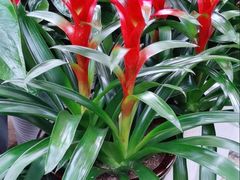 -秦美花卉(天朗·莱茵小城2期店)