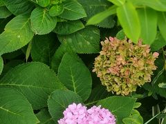 -成都市活水公园