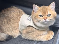 -宠颐生宠物医院·犬猫全科·皮肤科(商业街店)