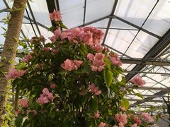 -南宫五洲植物乐园