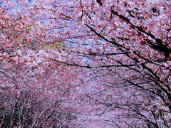 -高东镇樱花园