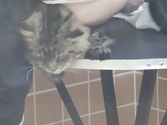 -70cat德文卷毛猫·缅因猫纯种猫舍