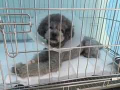 -瑞派·关忠动物医院·猫专科·犬专科(三环新城店)