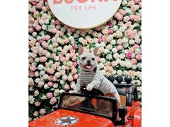 -百好乐宠物友好餐厅(朝外大街店)