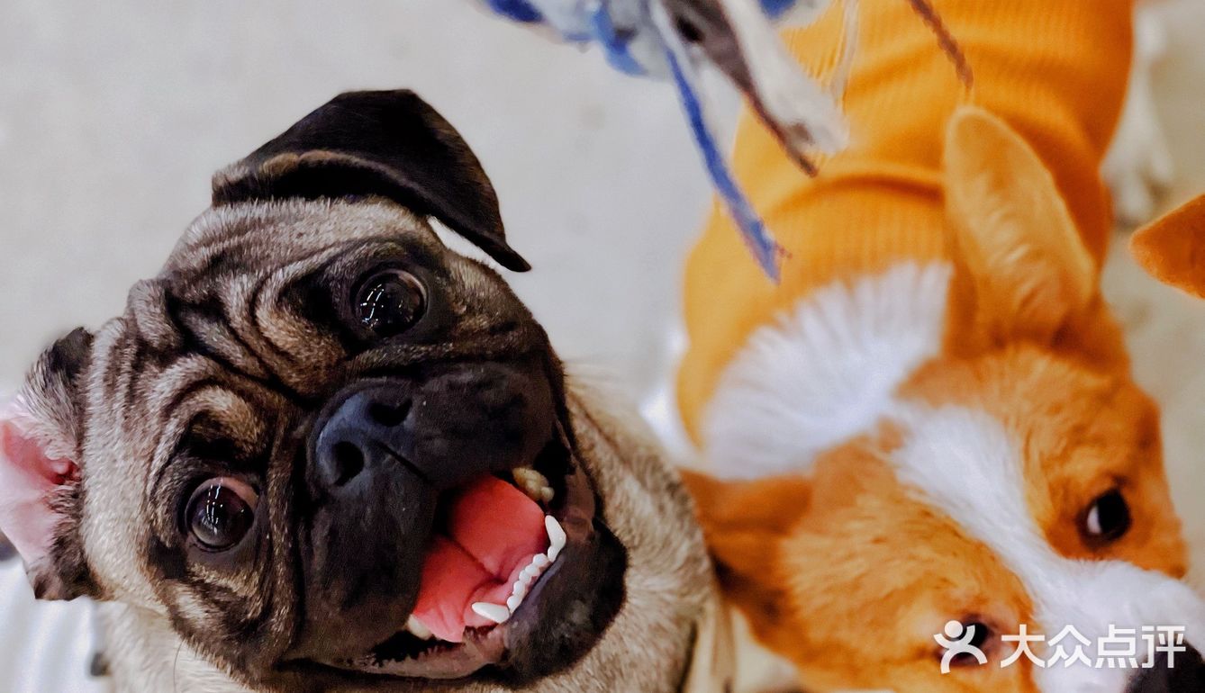 可以撸羊驼🦙的和超多萌宠🐶🐰🐱的可爱小店！